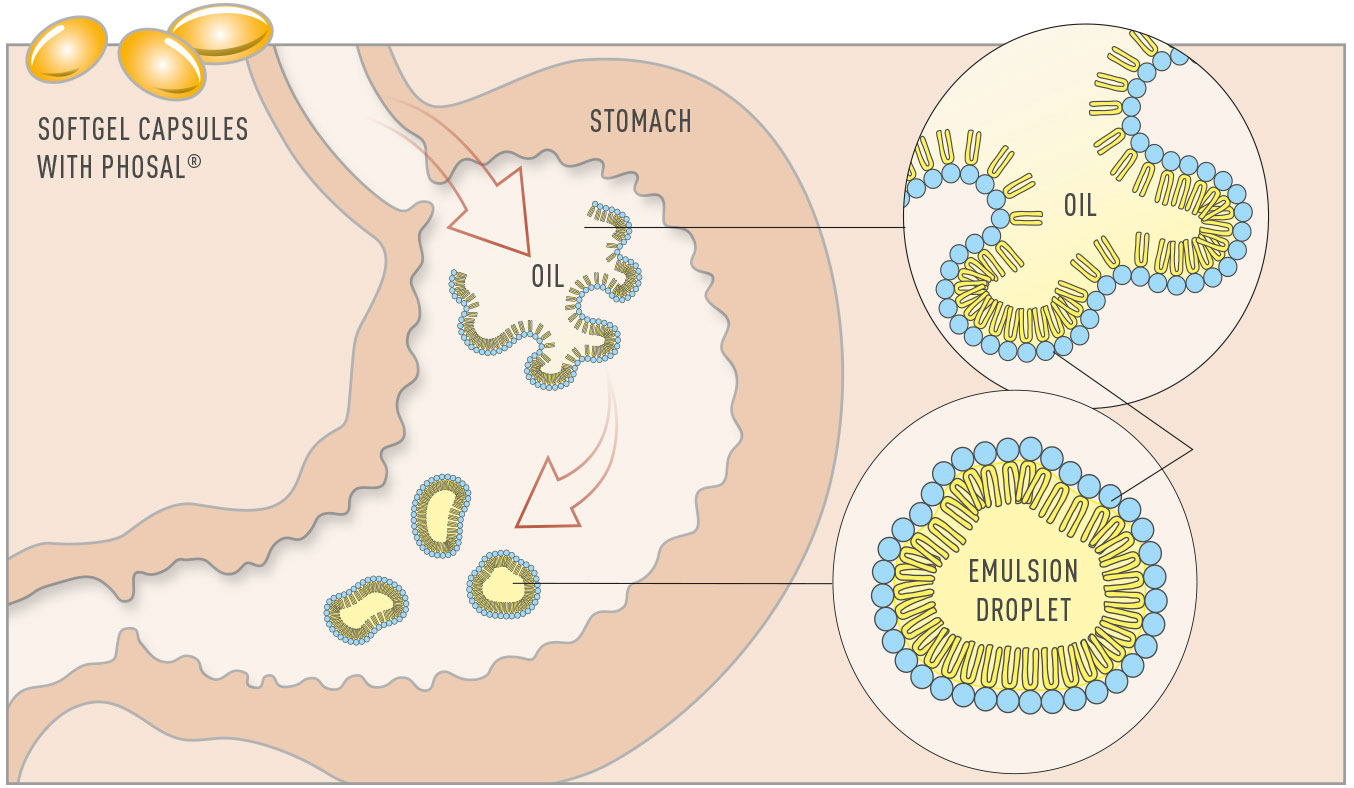 lipoid-ludwigshafen-Grafik_phosal_stomach